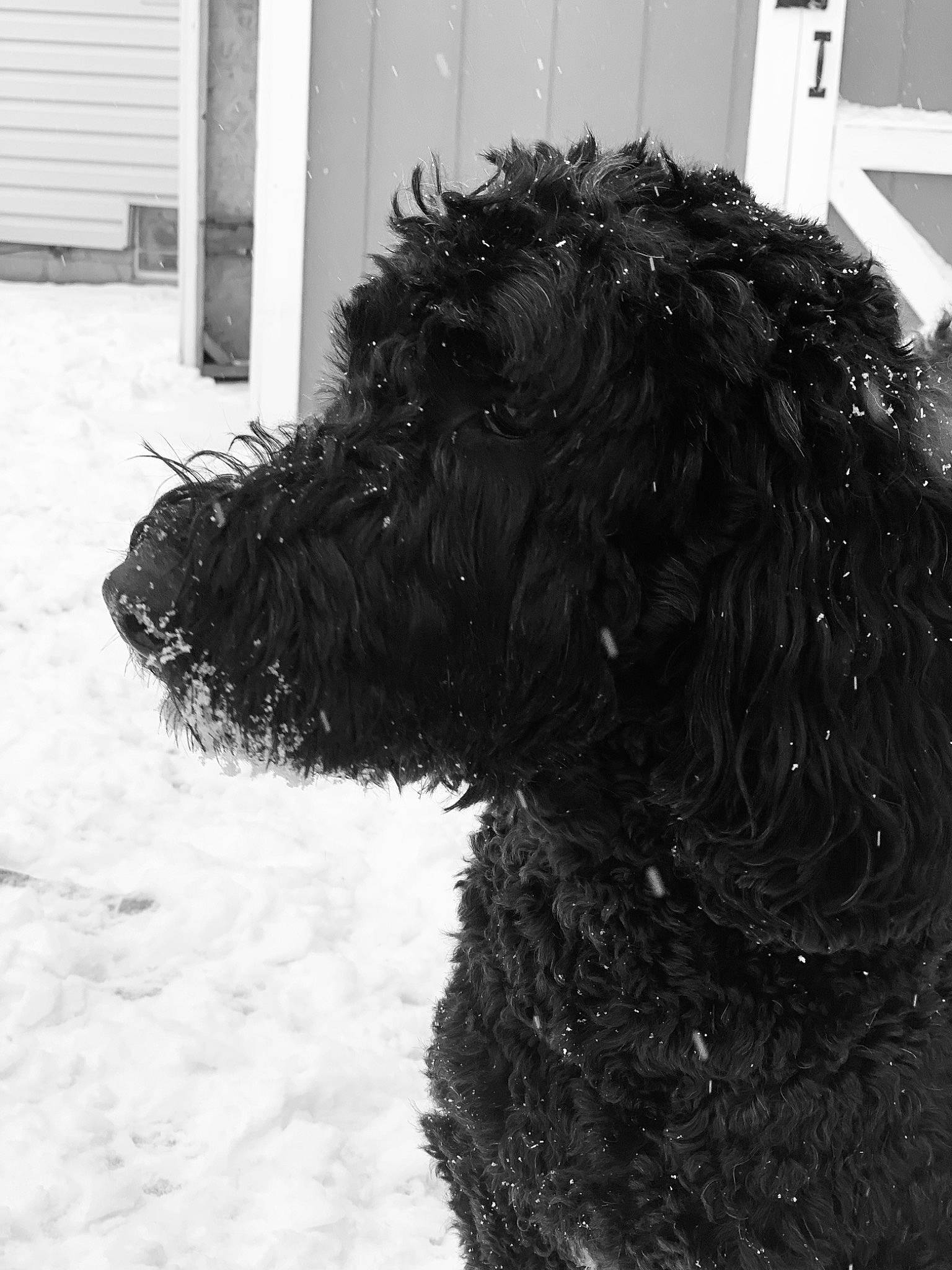 Gus is registered to the contest to win money with this photo: barbet, black, black_russian_terrier, briard, canidae, carnivore, cockapoo, dog, dog_breed, goldendoodle, labradoodle, mammal, portuguese_water_dog, schnoodle, snout, snow, spanish_water_dog, sporting_group, terrier, vertebrate