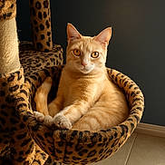 Rusty joined the competition — help win amazing prizes! cat, orange_cat, tabby, leopard_print, cat_tree, hammock, pet, indoor, relaxed, feline, fur, animal, looking_at_camera, sunlight, tile_floor, wall, cute, resting, cozy, domestic_animal