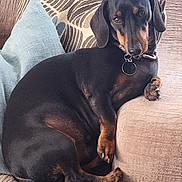 Ambrose joined the competition — help win amazing prizes! dog, dachshund, pet, couch, pillow, living_room, black_and_tan, collar, tag, relaxed, sitting, paws, upholstery, indoor, cute, portrait, close_up, domestic_animal, short_legs, sleepy