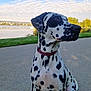 animal, canine, clouds, collar, dalmatian, daytime, dog, grass, lake, leash, mammal, nature, outdoor, park, path, pet, sitting, sky, spot, water