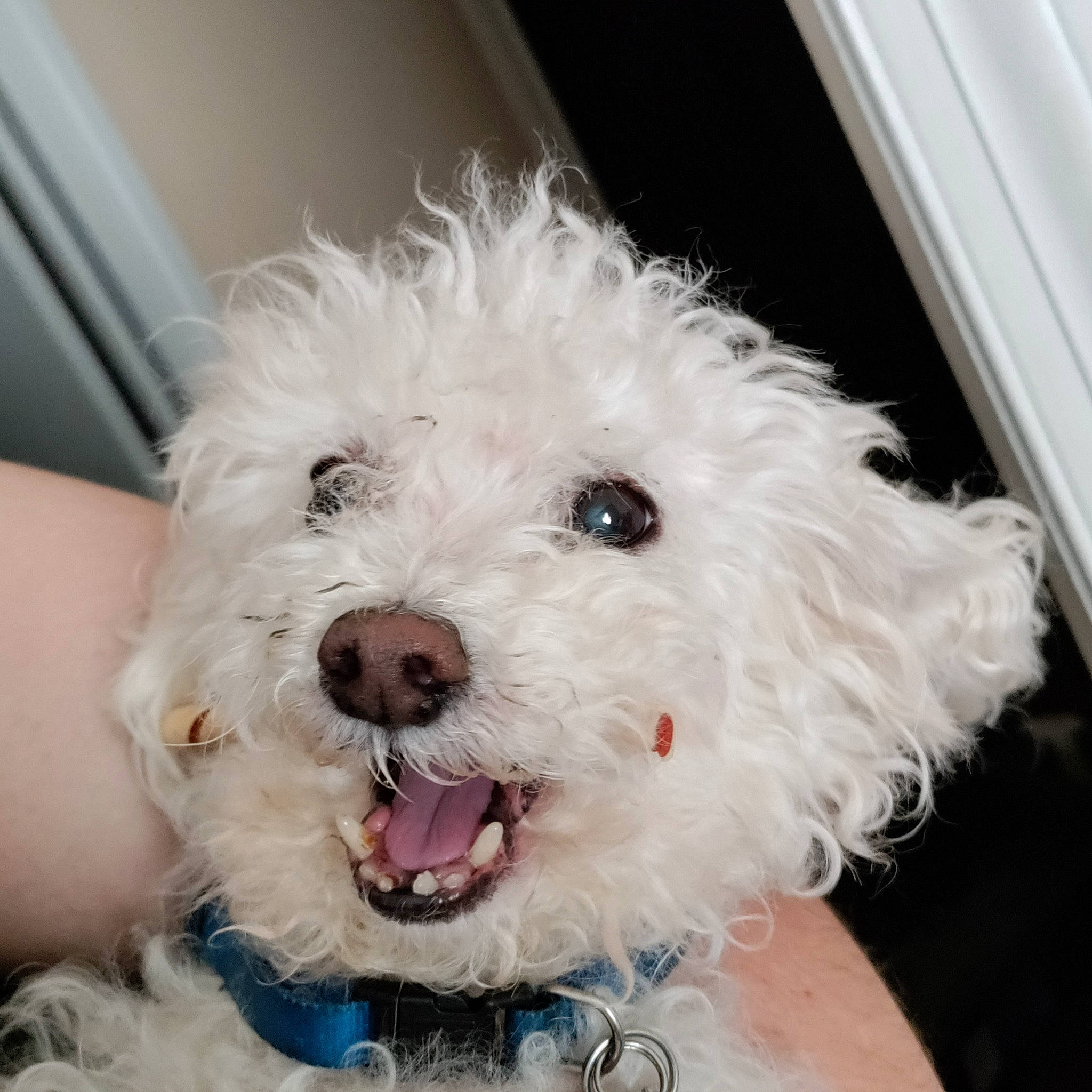 Lucky is registered to the contest to win money with this photo: canidae, carnivore, companion_dog, dog, dog_breed, dog_collar, fur, happy, labradoodle, maltepoo, poodle, puppy, small_terrier, snout, sporting_group, terrier, toy_dog, water_dog, working_animal, yorkipoo