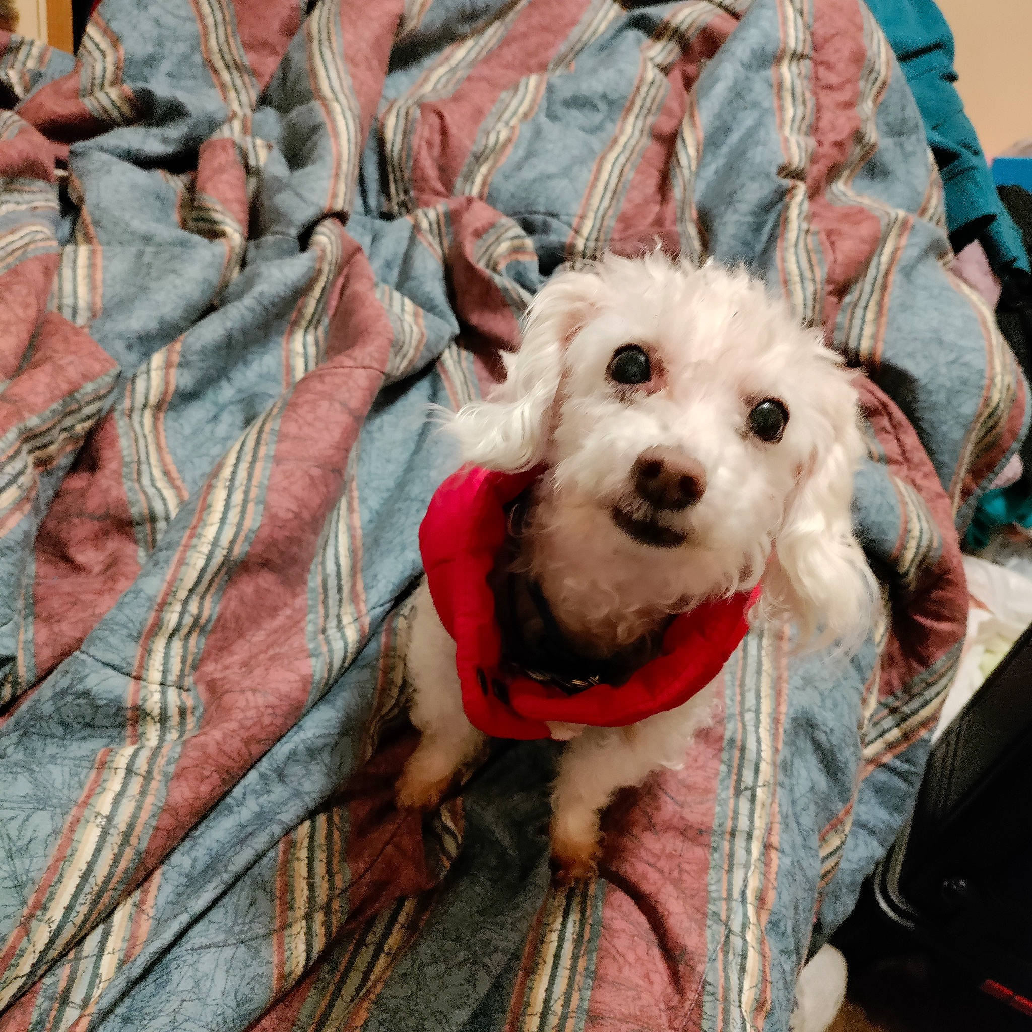 Lucky joined the competition — help win amazing prizes! canidae, carnivore, collar, companion_dog, dog, dog_breed, dog_clothes, dog_collar, dog_supply, eyewear, fashion_accessory, fawn, fur, leash, pattern, pet_supply, snout, sporting_group, toy_dog, wood