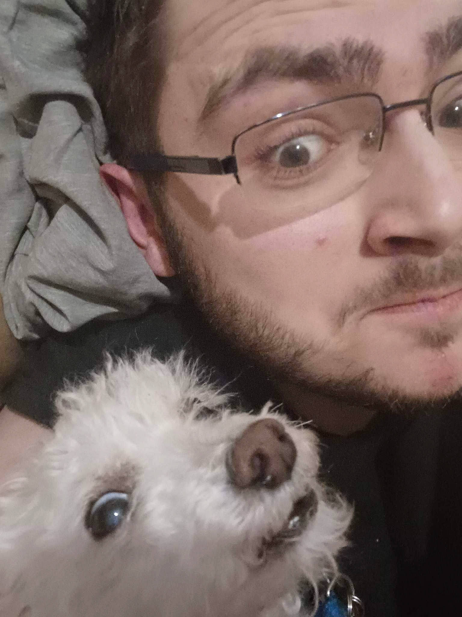 Lucky is registered to the contest to win money with this photo: beard, carnivore, companion_dog, dog, dog_breed, ear, eye, eyewear, facial_expression, facial_hair, forehead, glasses, hair, head, nose, organ, skin, snout, toy_dog, vision_care