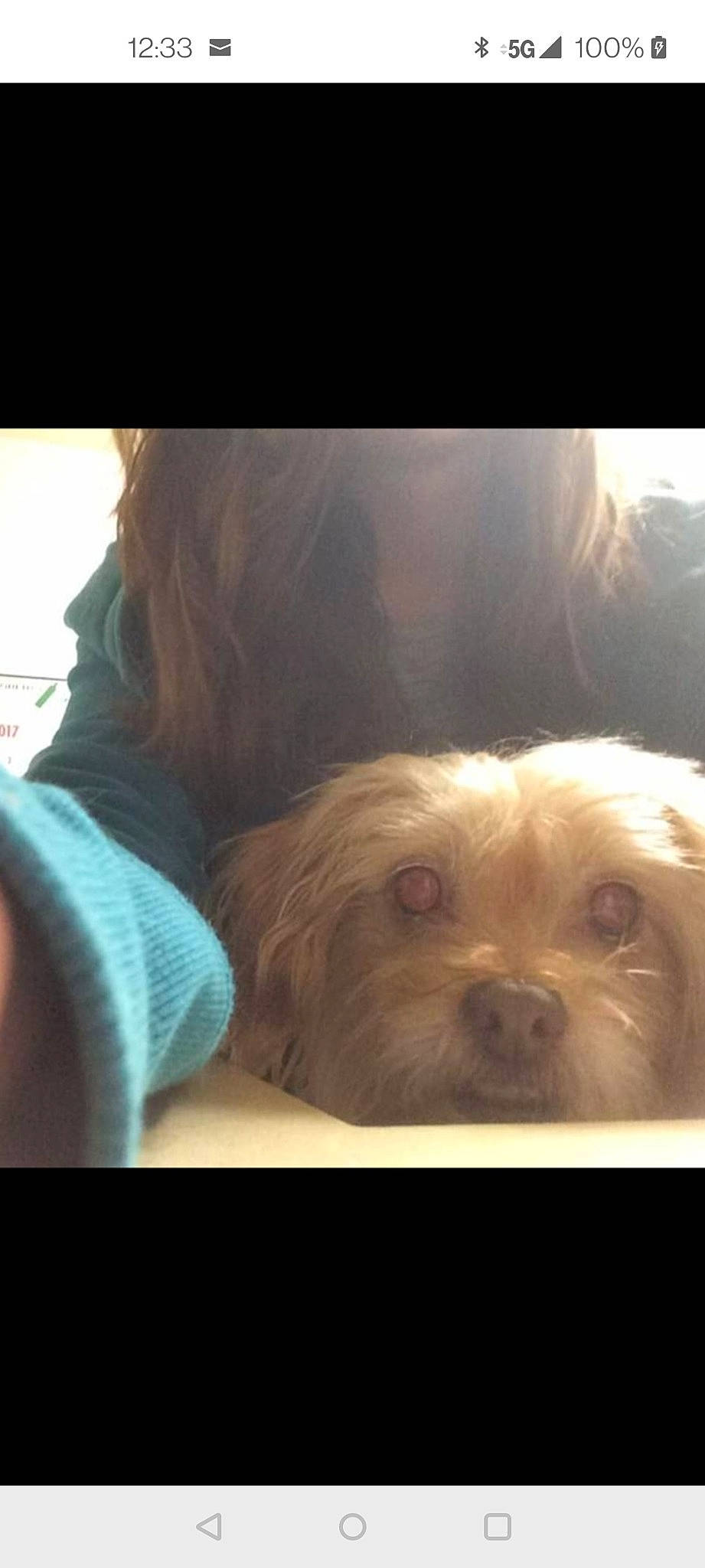 Snickerz joined the competition — help win amazing prizes! canidae, carnivore, cloud, comfort, companion_dog, dog, dog_breed, fawn, fur, liver, non_sporting_group, puppy, puppy_love, sky, small_terrier, snout, sporting_group, toy_dog, whiskers, working_animal