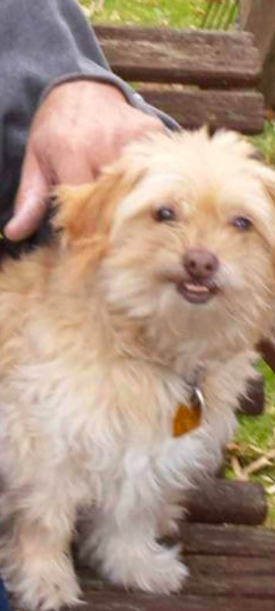 Snickerz is registered to the contest to win money with this photo: canidae, carnivore, companion_dog, dog, dog_breed, fur, liver, maltepoo, non_sporting_group, puppy, small_terrier, snout, sporting_group, terrier, toy_dog, water_dog, working_animal, yorkipoo