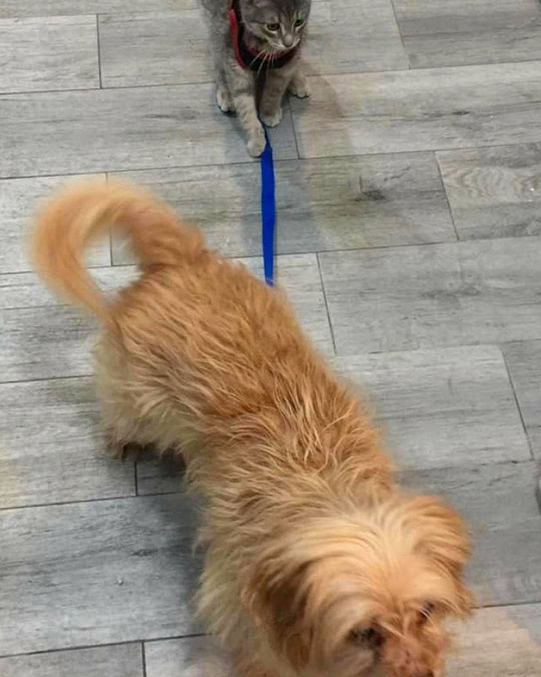 Snickerz joined the competition — help win amazing prizes! carnivore, cat, companion_dog, dog, dog_breed, fawn, flooring, fur, liver, pet_supply, road_surface, sidewalk, small_terrier, snout, tail, terrestrial_animal, terrier, toy_dog, wood, working_animal