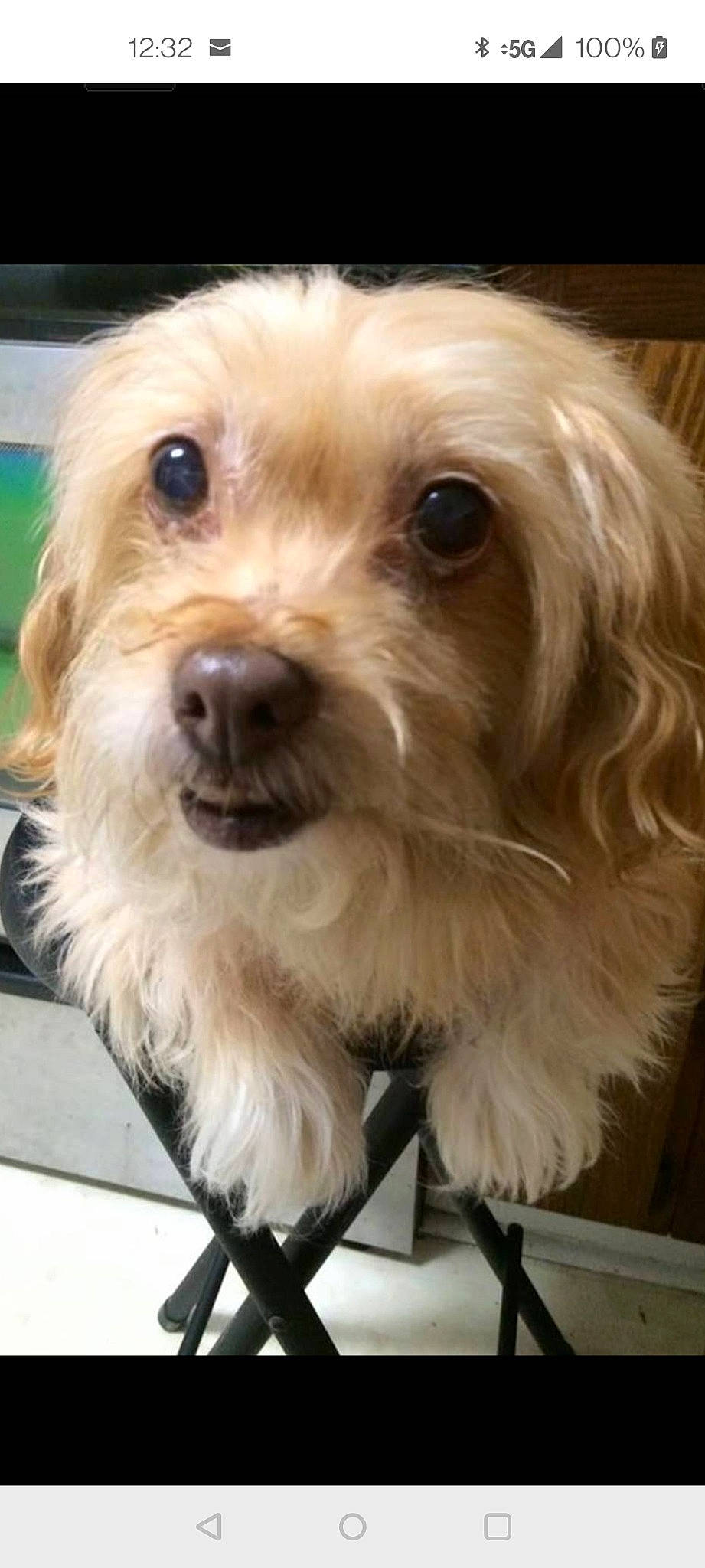 Snickerz joined the competition — help win amazing prizes! canidae, carnivore, companion_dog, dog, dog_breed, dog_collar, dog_supply, fur, liver, maltepoo, small_terrier, snout, sporting_group, terrier, toy_dog, whiskers, working_animal