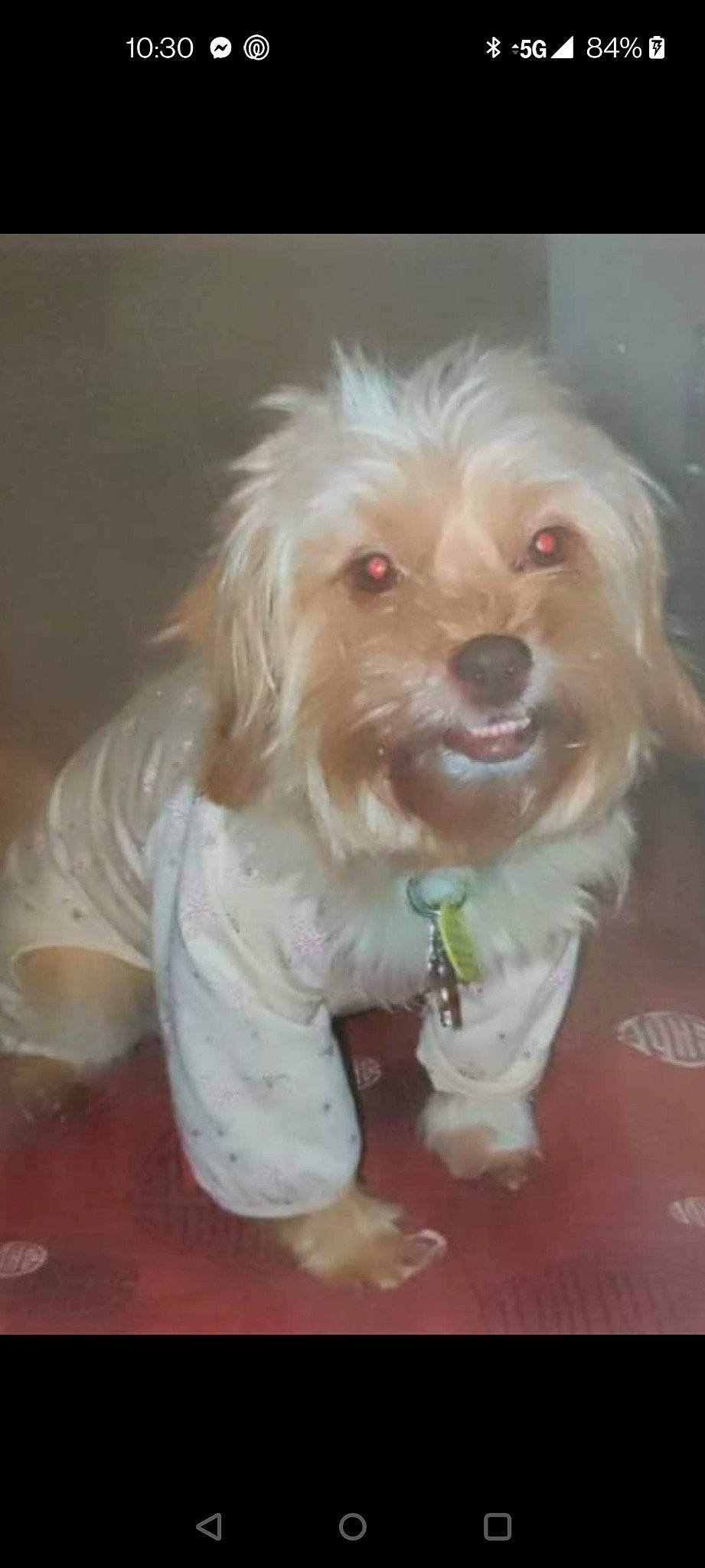 Snickerz is registered to the contest to win money with this photo: canidae, carnivore, cockapoo, companion_dog, dog, dog_breed, dog_clothes, dog_supply, fawn, fur, hair, labradoodle, maltepoo, puppy_love, small_terrier, snout, sporting_group, terrier, toy_dog, working_animal