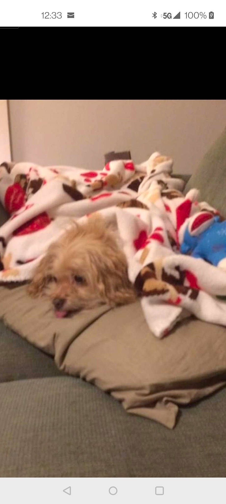 Snickerz is registered to the contest to win money with this photo: bedding, canidae, carnivore, comfort, companion_dog, dog, dog_breed, dog_supply, duvet, fawn, flooring, fur, linens, nap, pet_supply, shih_tzu, snout, sporting_group, toy_dog, working_animal