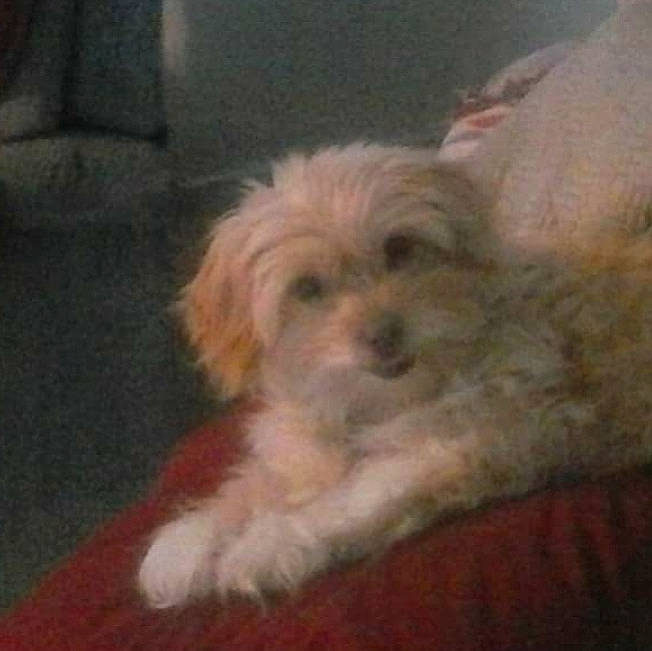 Snickerz is registered to the contest to win money with this photo: canidae, carnivore, companion_dog, dog, dog_breed, fur, hardwood, liver, maltepoo, non_sporting_group, shih_poo, small_terrier, snout, sporting_group, terrier, toy_dog, water_dog, wood, working_animal