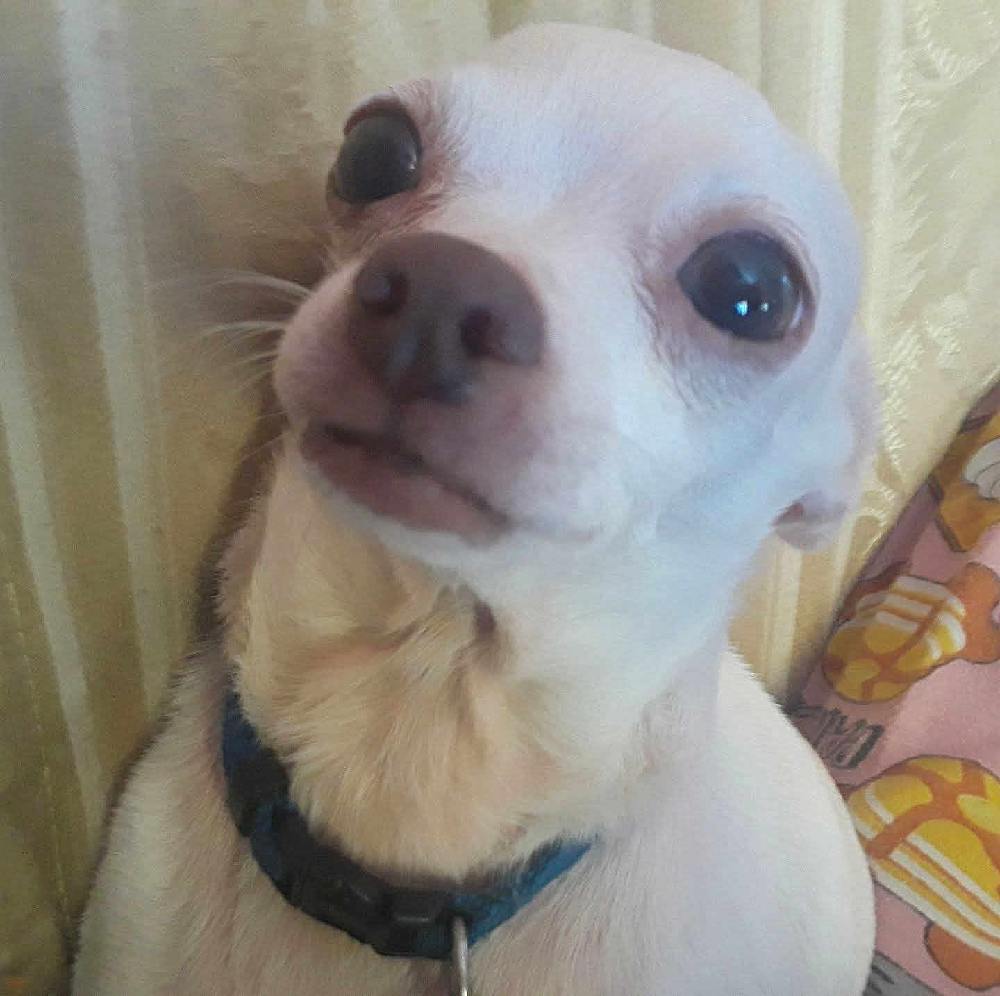 Rosie Parks Ruppe joined the competition — help win amazing prizes! dog, small_dog, white_dog, close_up, pet, collar, indoor, curtain, blanket, animal, cute, face, fur, whiskers, looking_up, companion, domestic_animal, portrait, expression, canine