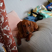 Champagne participe au concours pour gagner de l'argent avec cette photo : dog, dachshund, pet, couch, indoor, brown_dog, curious, furniture, pillow, textile, cozy, home, resting, canine, domestic_animal, living_room, blanket, curtain, closeup, companion