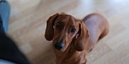 Champagne a rejoint le concours — aidez-le/la à gagner de superbes lots ! dog, dachshund, puppy, brown, pet, animal, indoor, floor, ears, cute, looking_up, canine, young, domestic_animal, mammal, companion, portrait, attention, curious, snout