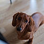 dog, dachshund, puppy, brown, pet, animal, indoor, floor, ears, cute, looking_up, canine, young, domestic_animal, mammal, companion, portrait, attention, curious, snout