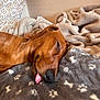 Champagne a rejoint le concours — aidez-le/la à gagner de superbes lots ! dog, dachshund, sleeping, tongue_out, blanket, paw_print, cozy, nap, indoor, fur, pet, resting, cute, brown_dog, soft_texture, warm_lighting, close_up, animal, snout, ears