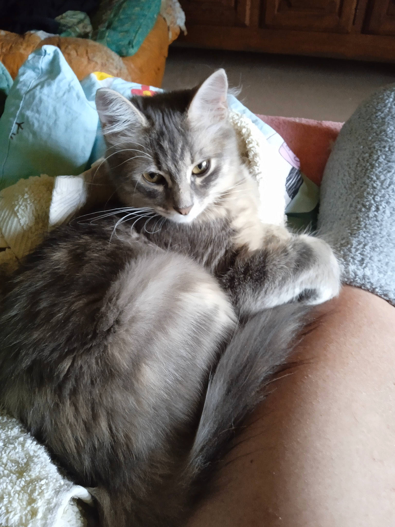 Carlos participe au concours pour gagner de l'argent avec cette photo : box, carnivore, cat, claw, comfort, domestic_short_haired_cat, felidae, fur, grey, human_leg, nap, paw, small_to_medium_sized_cats, snout, tail, whiskers