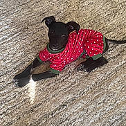 Pip joined the competition — help win amazing prizes! animal, black_dog, carpet, cozy, curious, cute, dog, domestic_animal, floppy_ears, four_legs, home, indoor, laying_down, looking_up, pet_clothes, polka_dot, puppy, red_clothing, resting, young_dog