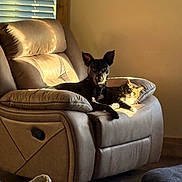 Pip joined the competition — help win amazing prizes! dog, cat, leather_recliner, sunlight, window_blinds, pets, indoor, relaxing, cozy, home, floor, blanket, wall, power_outlet, furniture, animal, companion, resting, domestic, living_room