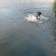 Oscar Puzzle Piece is registered to the contest to win money with this photo: dog, water, lake, splash, outdoor, animal, nature, playful, canine, water_splash, daylight, shoreline, trees, reflection, summer, pet, active, swimming, wet, collar