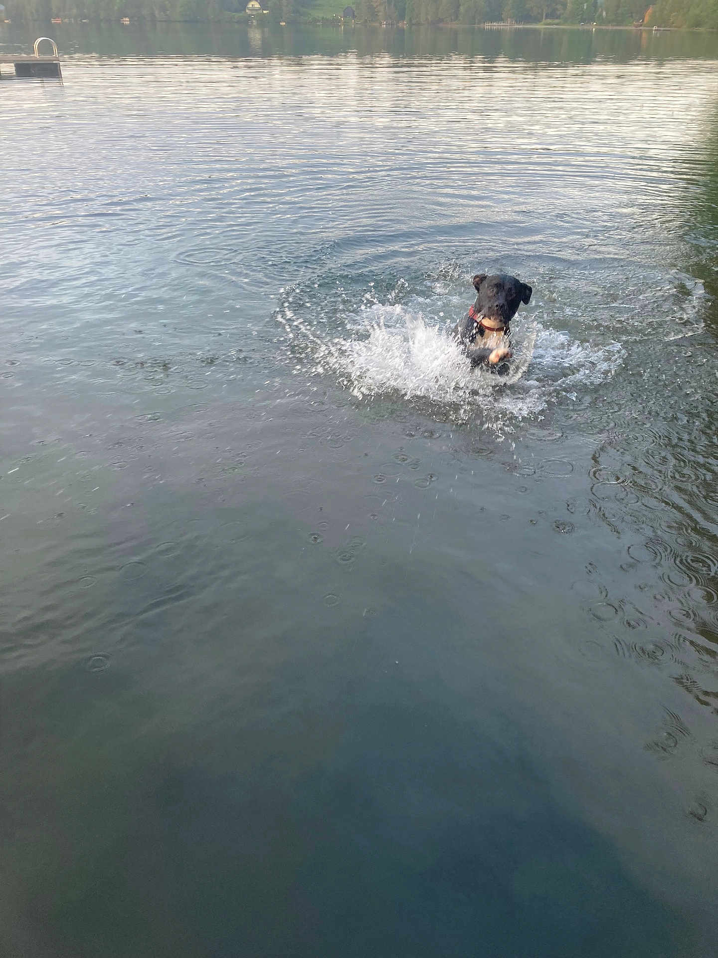 Oscar Puzzle Piece is registered to the contest to win money with this photo: dog, water, lake, splash, outdoor, animal, nature, playful, canine, water_splash, daylight, shoreline, trees, reflection, summer, pet, active, swimming, wet, collar