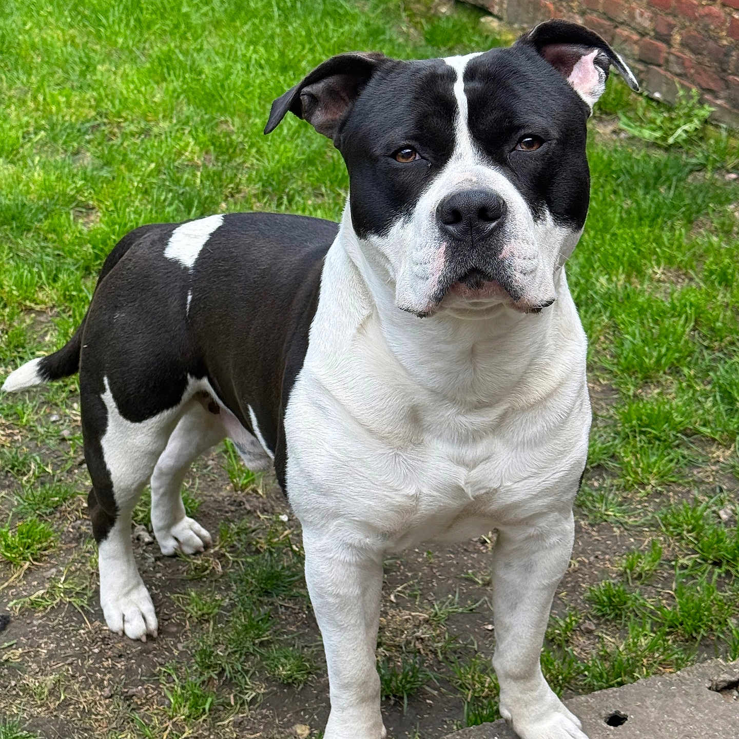 Vlad