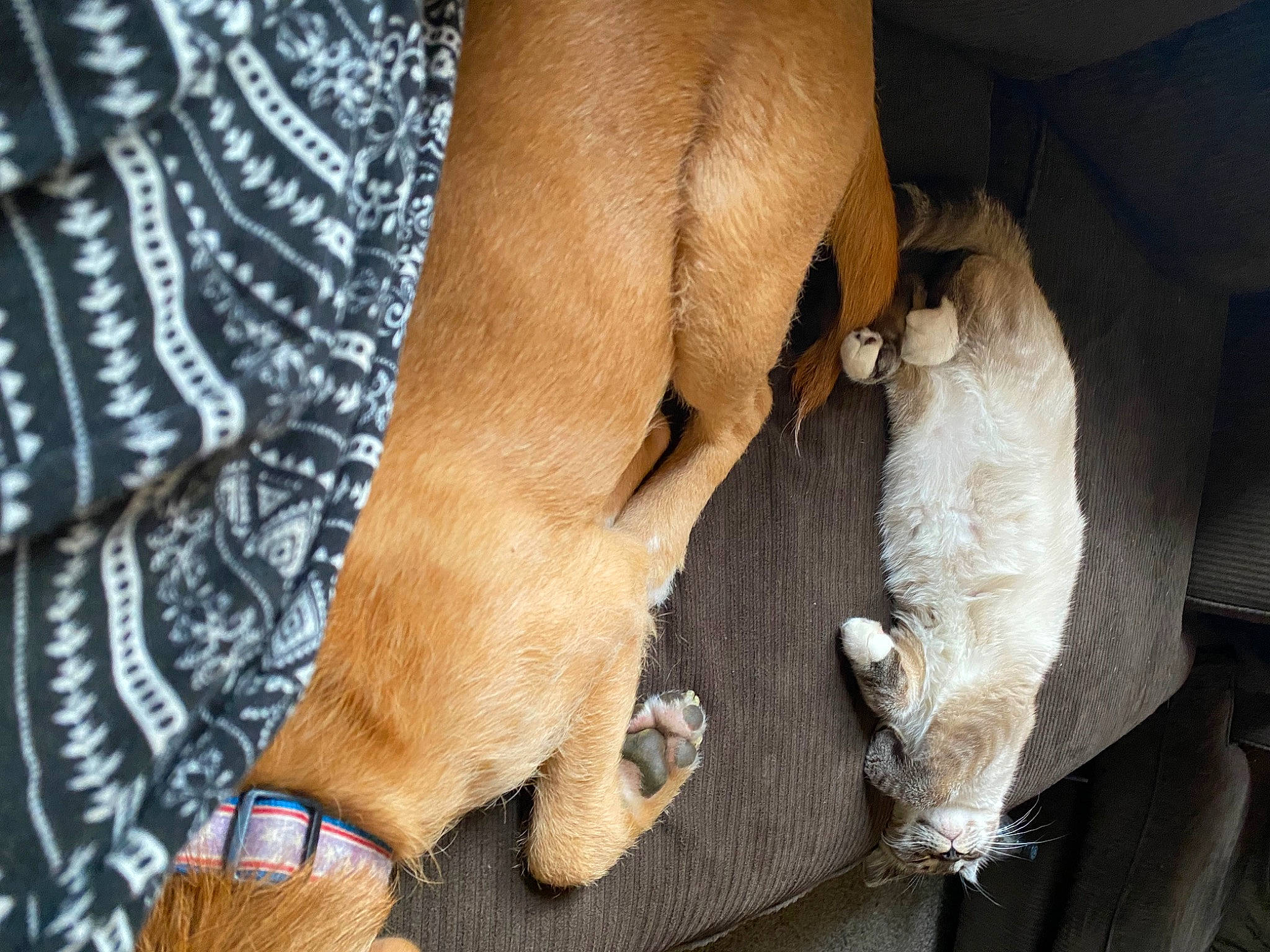 Grizz is registered to the contest to win money with this photo: carnivore, comfort, companion_dog, dog, dog_breed, dog_collar, fawn, foot, fur, gesture, human_leg, nail, paw, snout, tail, watch, whiskers, working_animal, wrinkle, wrist