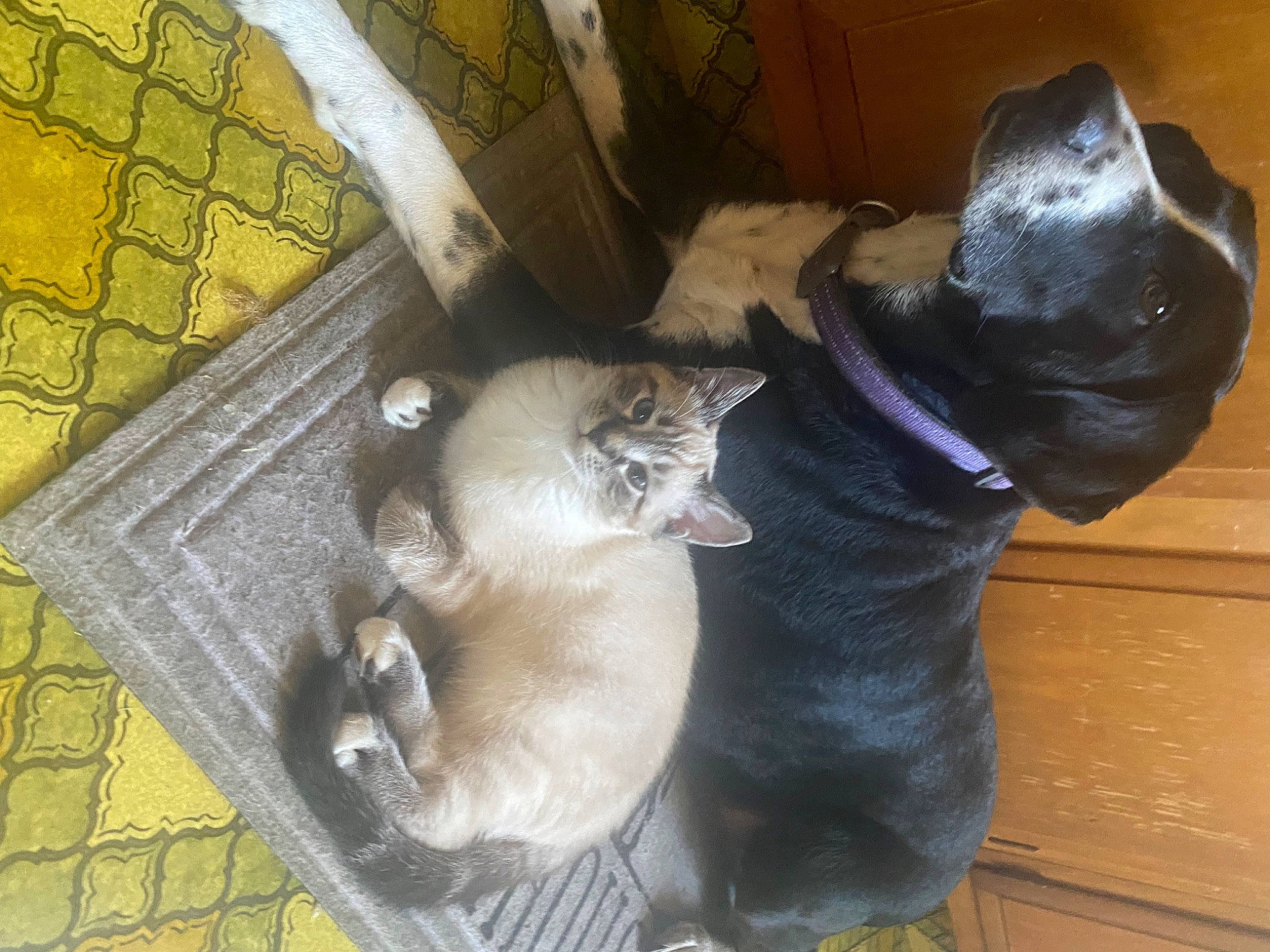 Sadie joined the competition — help win amazing prizes! canidae, carnivore, cat, claw, comfort, companion_dog, dog_breed, domestic_short_haired_cat, fawn, felidae, flooring, fur, grey, pet_supply, small_to_medium_sized_cats, snout, sporting_group, tail, whiskers