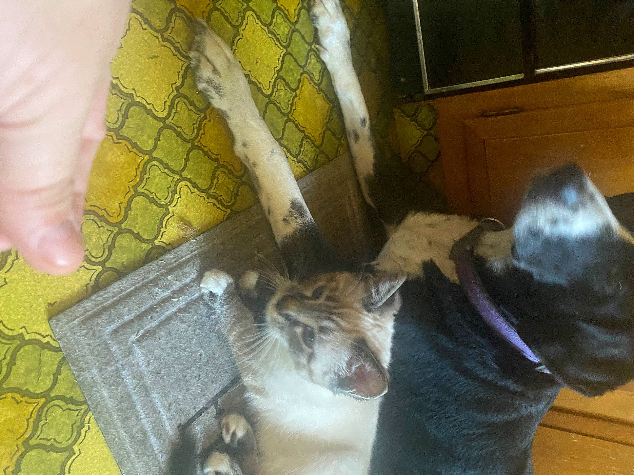 Sadie joined the competition — help win amazing prizes! animal_shelter, box, carnivore, cat, companion_dog, domestic_short_haired_cat, fawn, felidae, floor, flooring, fur, hardwood, human_leg, pet_supply, room, shipping_box, small_to_medium_sized_cats, tail, whiskers, wood