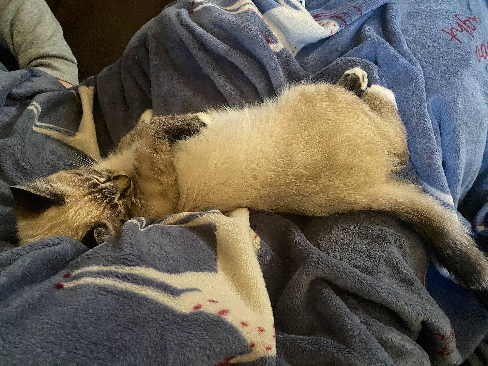 Goose joined the competition — help win amazing prizes! blanket, canidae, carnivore, cat, comfort, companion_dog, dog_breed, domestic_short_haired_cat, fawn, felidae, fur, human_leg, linens, nap, paw, sleep, small_to_medium_sized_cats, snout, sporting_group, whiskers