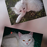 Shiny joined the competition — help win amazing prizes! cat, white_cat, kitten, fluffy, pet, animal, lying_down, portrait, close_up, feline, cute, indoor, resting, fur, whiskers, ears, eyes, two_photos, pattern, green_background