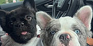 Stich And Vivi is registered to the contest to win money with this photo: puppy, dog, car, steering_wheel, blue_eyes, black_dog, white_dog, collar, pet, cute, adorable, animal, interior, dashboard, window, road, sky, ears, portrait, closeup