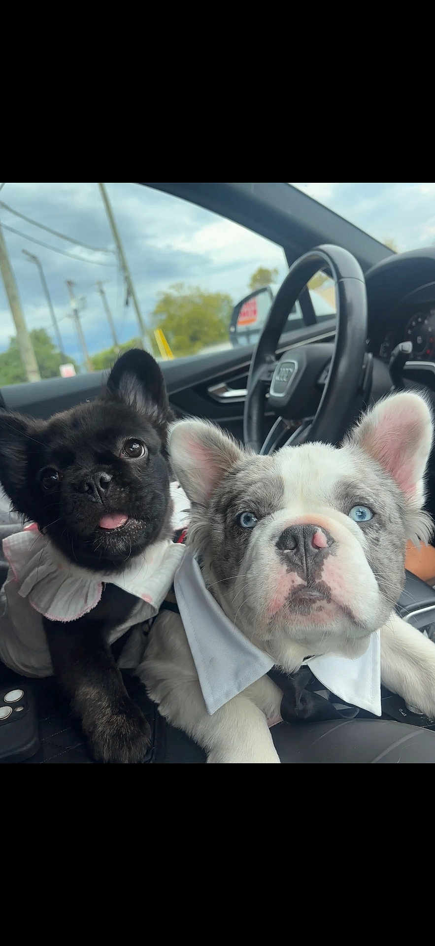 Stich And Vivi