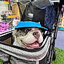 Stich And Vivi joined the competition — help win amazing prizes! dog, blue_eyes, cap, stroller, pet, indoor, happy, smiling, animal, close_up, mesh, fabric, wheel, background, colorful, shopping, accessory, cute, nose, tongue