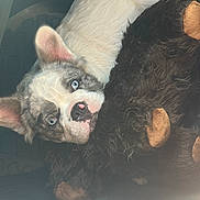 Stich And Vivi is registered to the contest to win money with this photo: dog, puppy, blue_eyes, stuffed_toy, toy, fur, pet, cute, animal, snout, nose, ears, lying_down, indoor, cozy, soft_lighting, close_up, relaxed, companion, cuddle