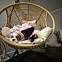 Stich And Vivi joined the competition — help win amazing prizes! puppy, dog, costume, pink, hanging_chair, cushion, indoor, pet, animal, cute, cozy, black_dog, white_dog, furniture, room, decor, relaxing, friendship, small_dog, playful