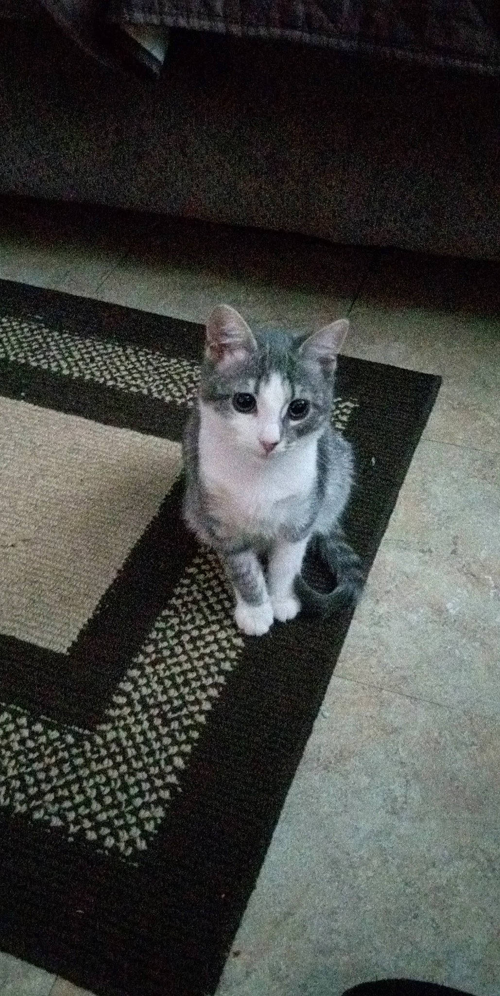 Zoe is registered to the contest to win money with this photo: asphalt, automotive_tire, carnivore, cat, comfort, domestic_short_haired_cat, eye, felidae, floor, flooring, fur, grey, hardwood, paw, photo_caption, road_surface, small_to_medium_sized_cats, snout, tail, whiskers