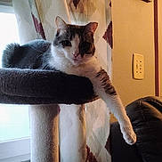 Zoe joined the competition — help win amazing prizes! cat, cat_tree, paw, indoor, curtains, window, furniture, relaxed, pet, animal, domestic_cat, resting, home, cozy, pattern, leisure, mammal, portrait, fur, whiskers