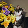 Zoe joined the competition — help win amazing prizes! cat, flowers, bouquet, yellow_flowers, purple_flowers, indoor, pet, curious, feline, white_paws, gray_fur, closeup, plant, leaf, table, decor, animal, cute, domestic_cat, soft_light