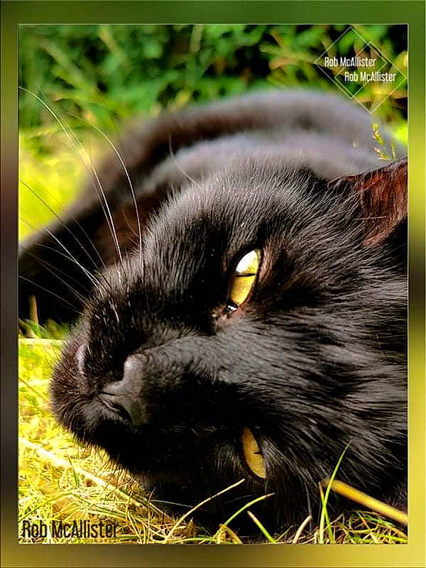 Satin is registered to the contest to win money with this photo: black_cat, carnivore, cat, close_up, domestic_short_haired_cat, eye, felidae, fur, grass, organism, paw, photo_caption, plant, rectangle, sitting, small_to_medium_sized_cats, snout, terrestrial_animal, whiskers, wildlife