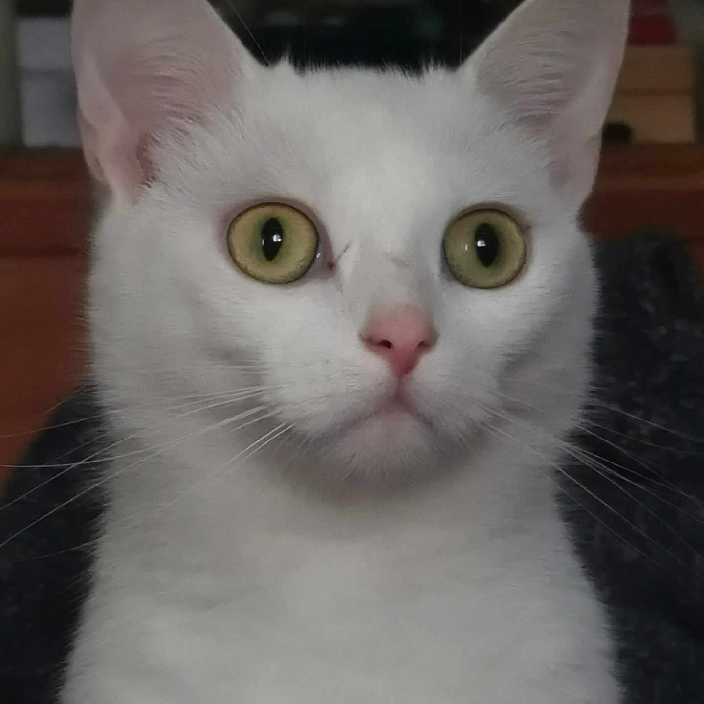 Angel