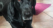 Douffy a rejoint le concours — aidez-le/la à gagner de superbes lots ! beagador, borador, canidae, carnivore, companion_dog, dog, dog_breed, flat_coated_retriever, hunting_dog, labrador_retriever, mammal, retriever, snout, sporting_group, vertebrate