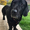Douffy participe au concours pour gagner de l'argent avec cette photo : beagador, borador, canidae, carnivore, dog, dog_breed, flat_coated_retriever, hunting_dog, labrador_retriever, mammal, patterdale_terrier, pointing_breed, rare_breed_dog, retriever, snout, sporting_group, vertebrate