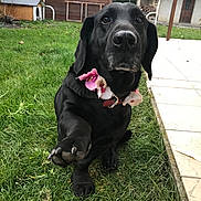 Douffy a rejoint le concours — aidez-le/la à gagner de superbes lots ! beagador, borador, canidae, carnivore, dog, dog_breed, flat_coated_retriever, grass, hunting_dog, labrador_retriever, mammal, rare_breed_dog, retriever, sporting_group, vertebrate