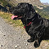 Douffy a rejoint le concours — aidez-le/la à gagner de superbes lots ! adventure, borador, canidae, carnivore, dog, dog_breed, flat_coated_retriever, labrador_retriever, mountain, retriever, sporting_group