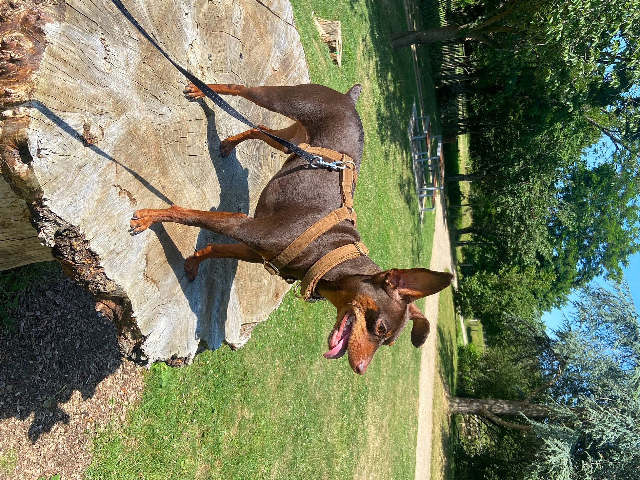 Soho participe au concours pour gagner de l'argent avec cette photo : biting, canidae, carnivore, collar, companion_dog, dobermann, dog, dog_breed, dog_supply, fawn, grass, liver, pet_supply, plant, scent_hound, sky, sporting_group, tree, working_animal, working_dog