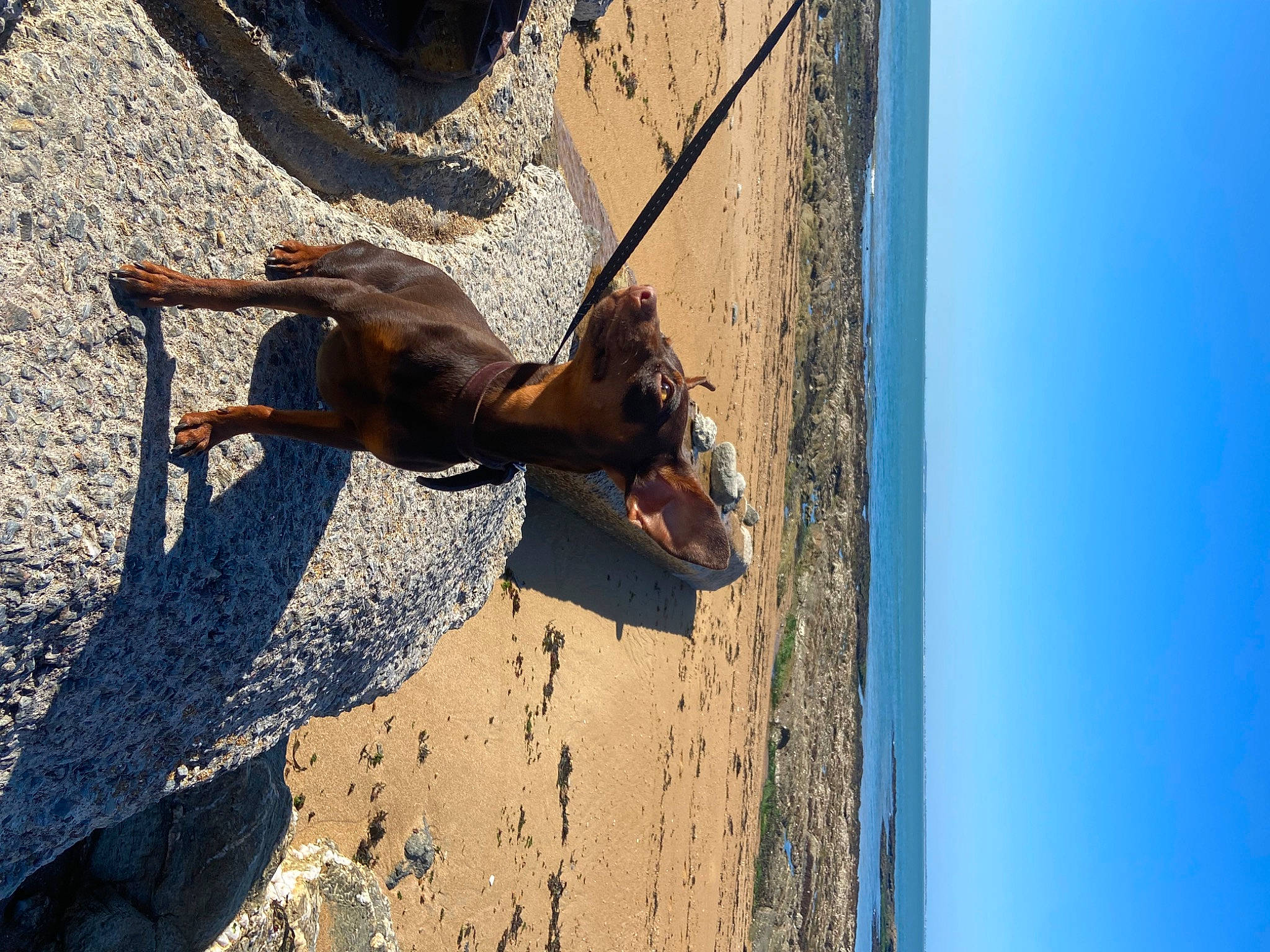 Soho a rejoint le concours — aidez-le/la à gagner de superbes lots ! adventure, beach, blue, canidae, climbing_harness, dog, elbow, electric_blue, fawn, fun, landscape, leash, leisure, recreation, shadow, sky, sporting_group, water, wood, working_animal