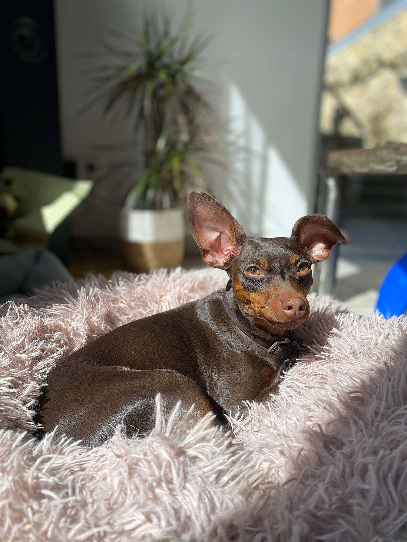 Soho participe au concours pour gagner de l'argent avec cette photo : canidae, carnivore, comfort, companion_dog, dog, dog_breed, ear, event, fawn, felidae, flowerpot, fur, houseplant, liver, plant, snout, sporting_group, terrestrial_animal, whiskers, working_animal