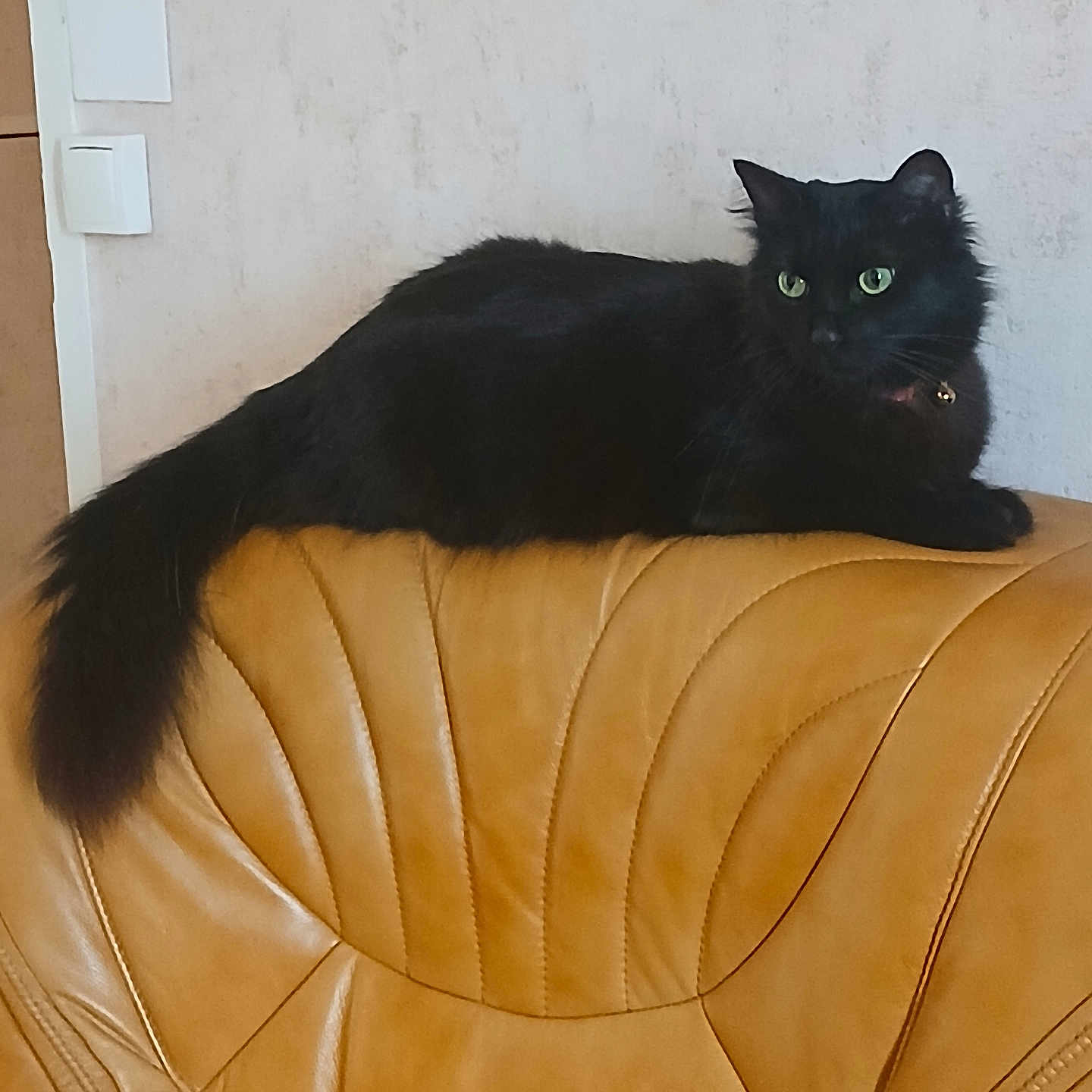 Whisper participe au concours pour gagner de l'argent avec cette photo : black_cat, cat, pet, animal, feline, green_eyes, leather_chair, indoor, resting, fur, tail, ears, alert, curious, domestic_animal, household, seat, quiet, calm, relaxed