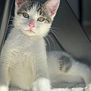 Arès a rejoint le concours — aidez-le/la à gagner de superbes lots ! kitten, cat, white_fur, gray_spots, pink_nose, whiskers, close_up, portrait, indoor, sunlight, soft_light, texture, relaxing, pet, animal, cute, young, feline, curious, resting