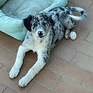 Blue participe au concours pour gagner de l'argent avec cette photo : puppy, dog, merle, pet, indoor, floor, tile, dog_bed, laying_down, tail, curious, canine, animal, young, furry, white_paws, black_ears, spot_pattern, domestic, companion